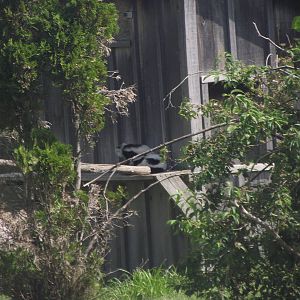 Black and White Ruffed Lemur