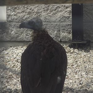Cinereous Vulture