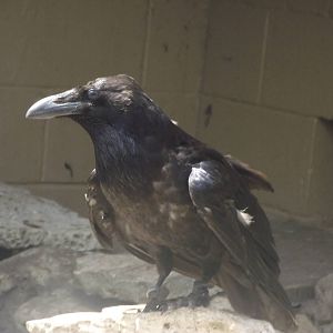 Common Raven