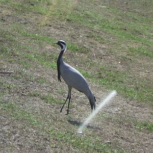 Demoiselle Crane