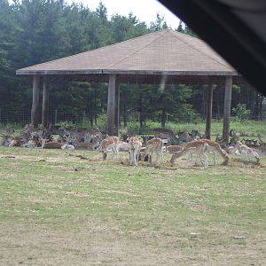 European Fallow Deer