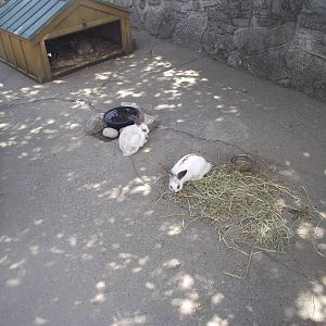 Domestic Rabbits