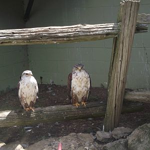 Ferruginous Hawk