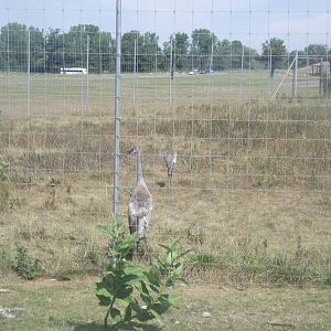 Florida Sandhill Crane