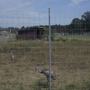 Florida Sandhill Crane