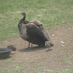Indian Peahen and CHick
