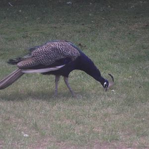 Indian Peafowl