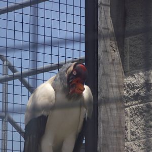 King Vulture