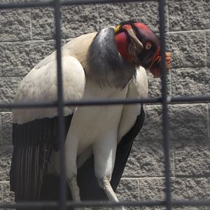 King Vulture