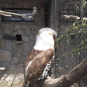 Kookaburra