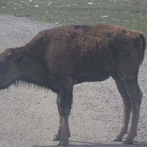 Plains Bison Calf