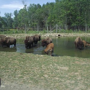 Plains Bisons