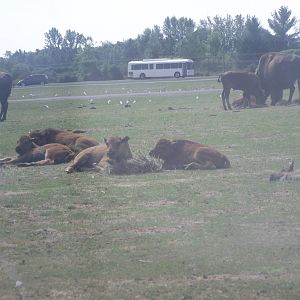 Plains Bison Calves