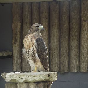 Red Tailed Hawk