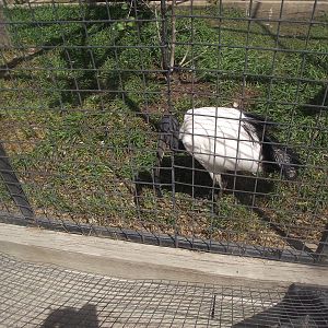 Sacred Ibis