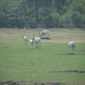 Scimitar Horned Oryx