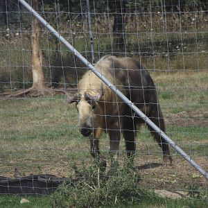 Sichuan Takin