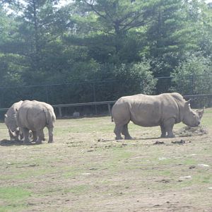 Southern_White_Rhinoceros1