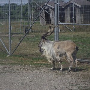 Turkmenian Markhor