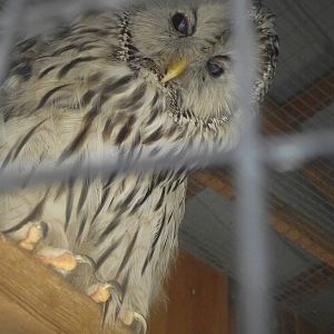 Ural Owl