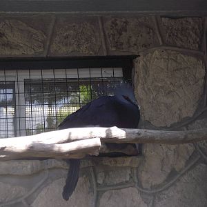 Victoria Crowned Pigeon