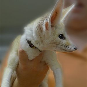 our new fennec fox