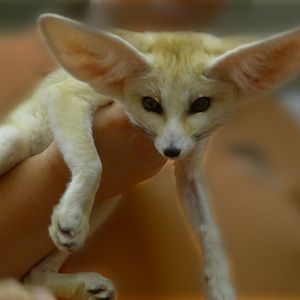 our new fennec fox