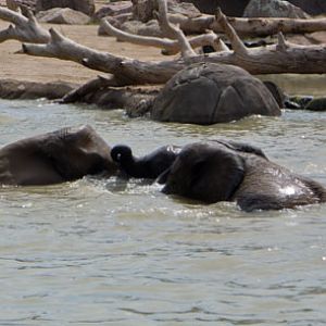 elephants in pool