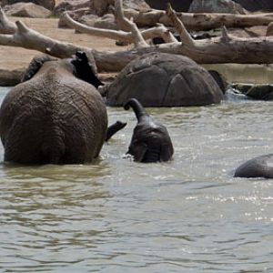 elephants in pool