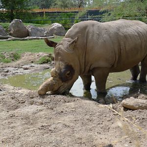 female white rhino