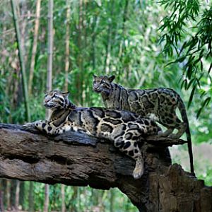 clouded leopards