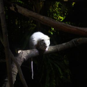 East Lodge - Northern Luzon Cloud Rat