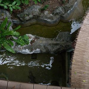 Crocodilian enclosures