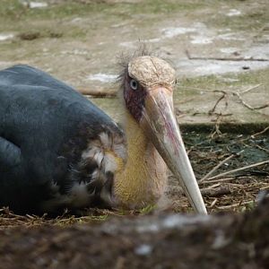 Lesser adjutant