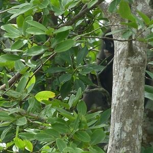 Dusky leaf monkey