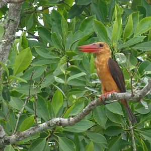 Brown-winged kingfisher