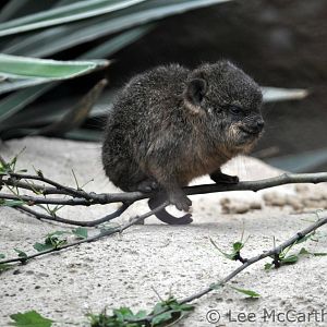 Rock Hyrax Pup
