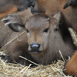 Congo Buffalo Calf