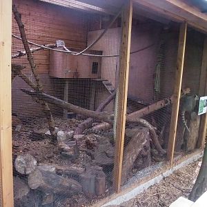 Coati Exhibit at Yorkshire WP, 05/08/12