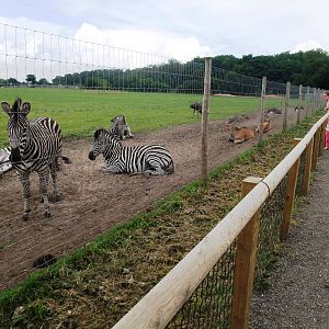 African Plains Viewing at Yorkshire WP, 05/08/12