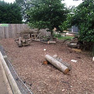 Raccoon Dog Exhibit at Yorkshire WP, 05/08/12