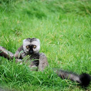 White-fronted Lemur at Yorkshire WP, 05/08/12