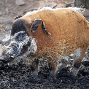 Red River Hog at Yorkshire WP, 05/08/12