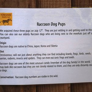 Raccoon Dog Pup Signage at Yorkshire WP, 05/08/12
