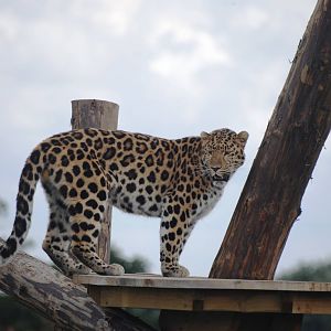 Amur Leopard at Yorkshire WP, 05/08/12