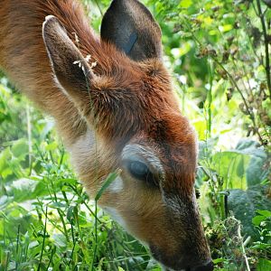 Western Sitatunga at Yorkshire WP, 05/08/12
