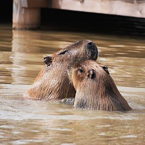 Capybara Playfight at Yorkshire WP, 05/08/12