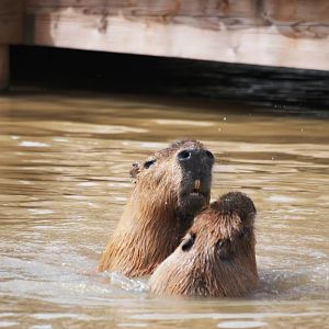 Capybara Playfight at Yorkshire WP, 05/08/12
