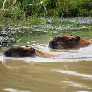Cruising Capybaras at Yorkshire WP, 05/08/12
