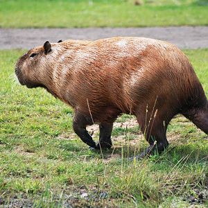 Wet Capybara at Yorkshire WP, 05/08/12